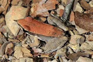 Hylarana: Dark Sided Frog