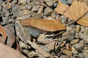 Sided: Dark-Sided Frog