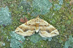 Spinach: The Dark Spinach Moth