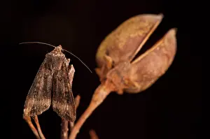 Sword: Dark Sword-Grass at night on Paulownia branch