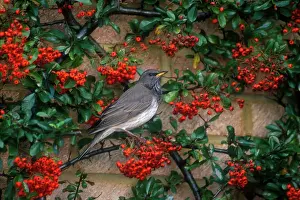 Cotoneaster: Dark-throated / Black-throated Thrush - male, January