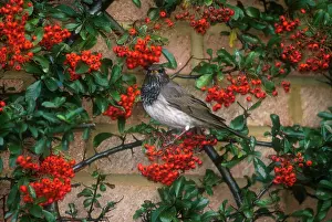 Cotoneaster: Dark-throated / Black-throated Thrush - male, January