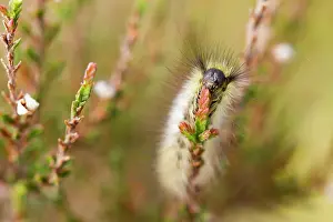 Calluna: Dark Tussock