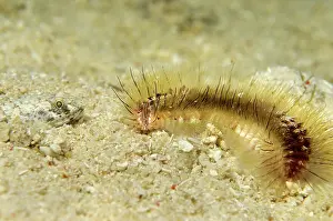 Fusca: Darklined Fireworm