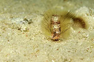 Fusca: Darklined Fireworm