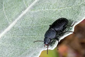 Darkling: Darkling Beetle