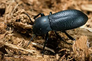 Californicus: Darkling Beetle