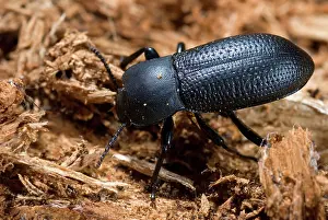 Coleoptera: Darkling Beetle