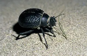 Sprouts: Darkling Beetle - active at dusk and dawn - feeds