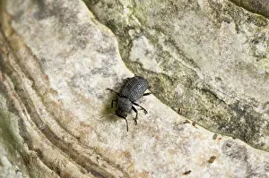 Reticulatus: Darkling beetle (Bolitophagus reticulatus) on fungus