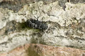 Reticulatus: Darkling beetle (Bolitophagus reticulatus) on fungus