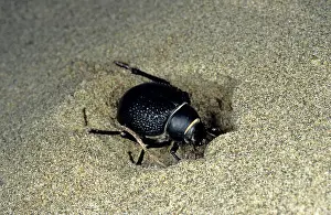 Kara: Darkling Beetle - burrowing in the sand to escape