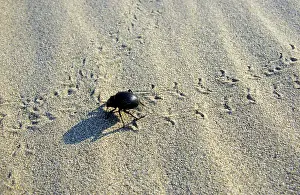 Crosses: Darkling Beetle - crosses tracks of other similar beetles