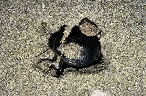Kara: Darkling Beetle - emerges from day shelter where