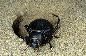 Kara: Darkling Beetle - emerges from day shelter in