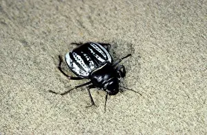 Kara: Darkling Beetle - in the evening