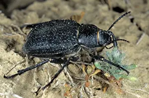 Karakum: Darkling Beetle - feeds on plants near Karakum water-canal