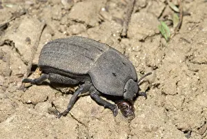 Darkling: Darkling beetle on ground, where it feeds on plant litter