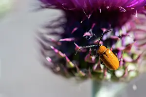 Ruficollis: Darkling Beetle (Heliotaurus ruficollis) on flower