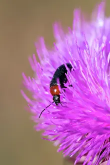 Ruficollis: Darkling Beetle (Heliotaurus ruficollis) on flower