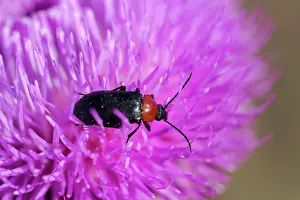 Antennata: Darkling Beetle (Heliotaurus ruficollis) on flower
