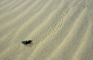 Kara: Darkling Beetle - runs for a cover after feeding at dawn