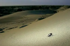 Sprouts: Darkling Beetle - runs around a sand dune in search