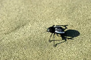 Karakum: Darkling Beetle - runs in sand dunes of Karakum