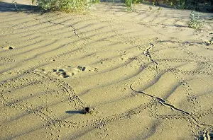 Kara: Darkling Beetle - along with various prints left