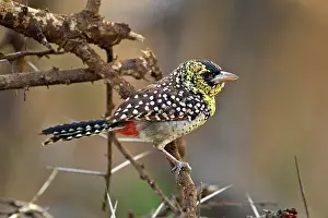 Barbet: D'Arnaud's Barbet, Samburu National Game