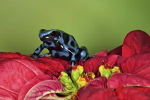 Arrow: Dart Frog, Dendrobates auratus