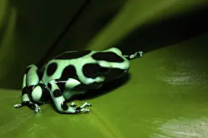 Arrow: Dart Frog, Dendrobates auratus