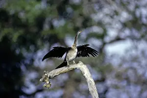 Snakebirds: Darter