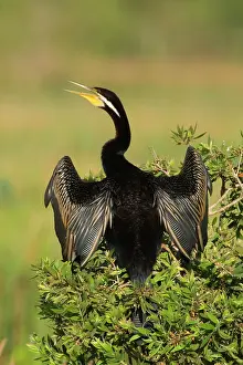 Darters: Darter - adult with bill open sitting on a bush
