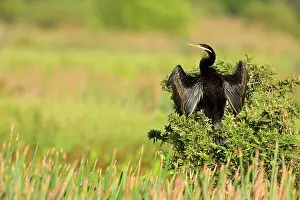Darters: Darter - adult sitting on a bush with its wings