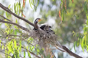 Anhinga: Darter or Anhinga