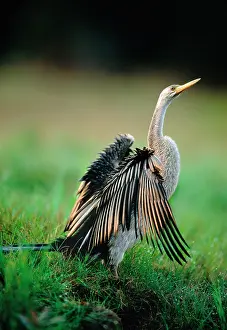 Darters: Darter - Drying wings