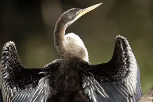 Darters: Darter - female drying wings