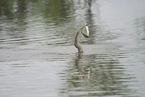 Darters: Darter - Female with fish