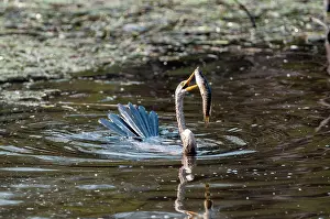 Darters: Darter - with fish impaled on bill