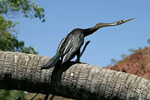 Darters: Darter - Male