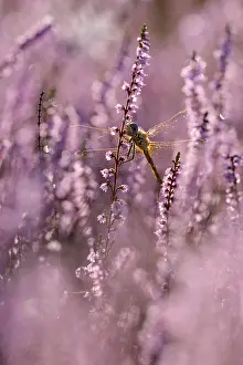 Odonate: Darter, resting, in heather, morning, NSG Westruper