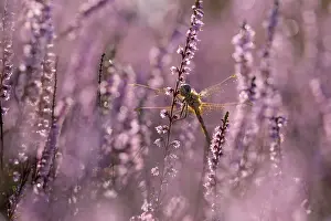 Odonate: Darter, resting, in heather, morning, NSG Westruper