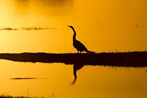 Darters: Darter - at sunset - Botswana, Africa