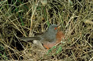 R T Smith: Dartford Warbler