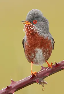 Dartford: Dartford Warbler - Adult Male perched on a hawthorn