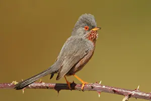 Dartford: Dartford Warbler - Adult male perched on a hawthorn