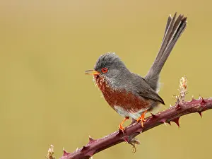 Dartford: Dartford Warbler - Adult perched on a hawthorn