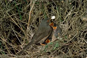 R T Smith: Dartford Warbler - adult removing fecal sac from nest