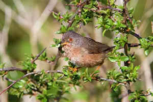 Dartford: Dartford Warbler - female - with insects